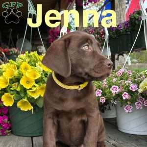 Jenna, Chocolate Labrador Retriever Puppy